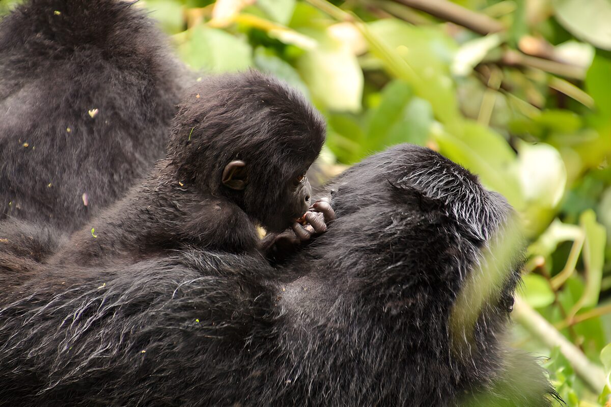 Volwassen gorilla met jong in het groen