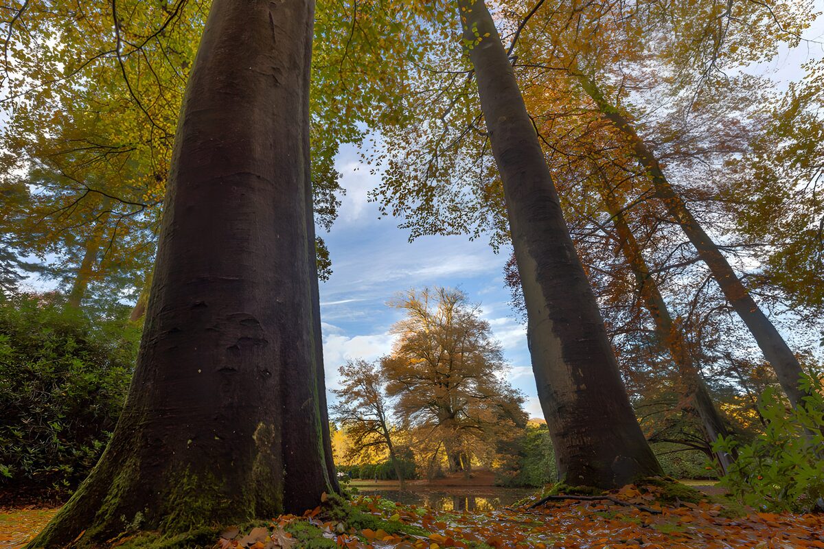 Herfstbomen aan de vijver