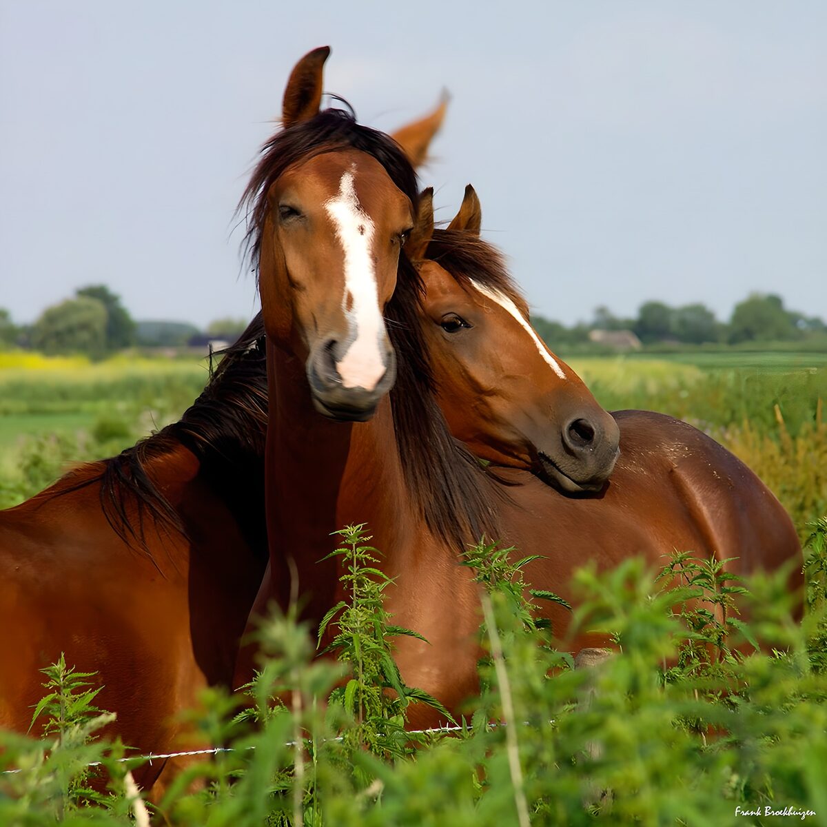 Twee bruine paarden in het groen