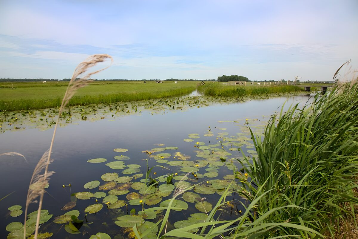 Sloot met leliebladeren en koeien