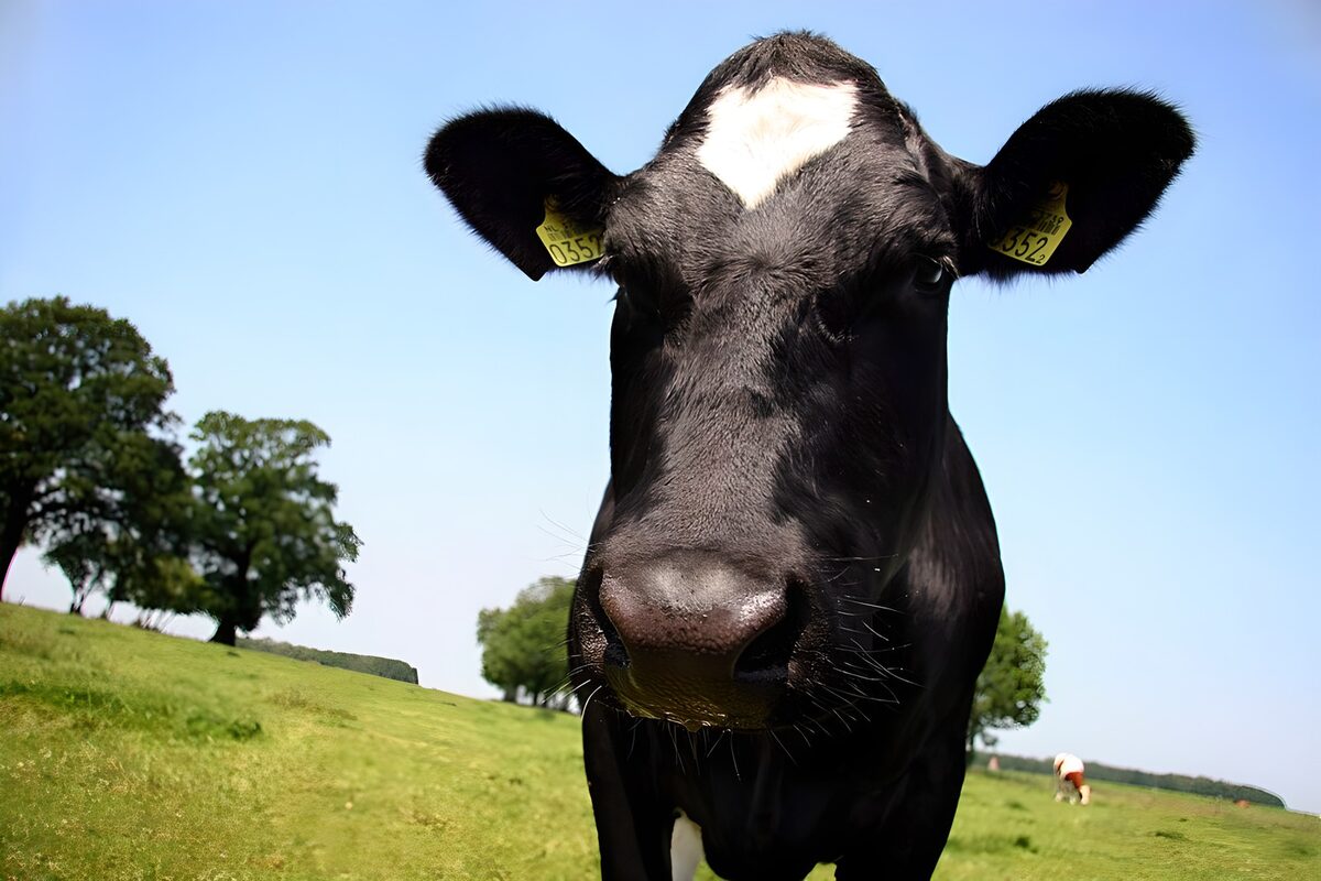 Zwarte koe in een zonnige groene wei