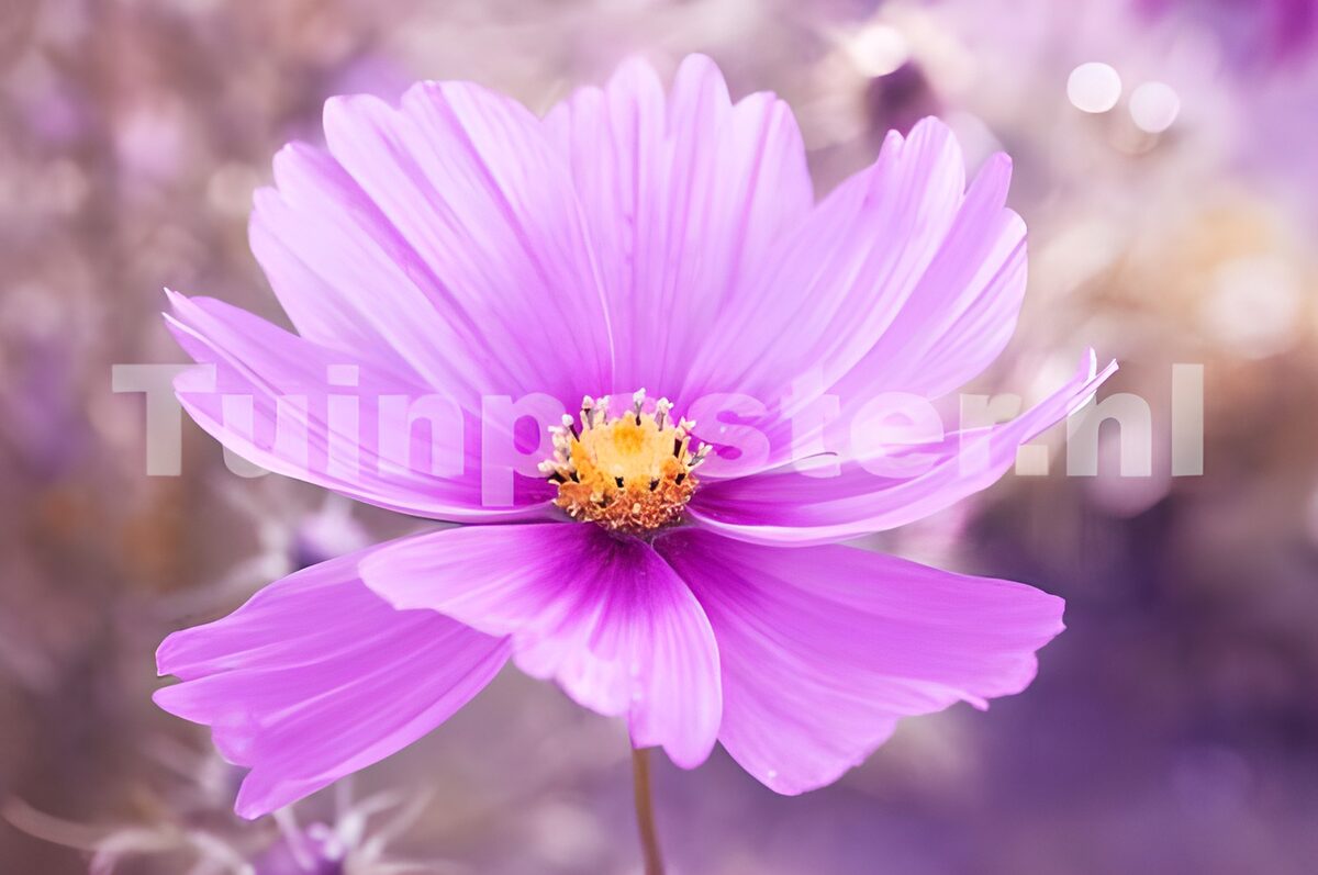 Roze cosmea tegen een zachte achtergrond
