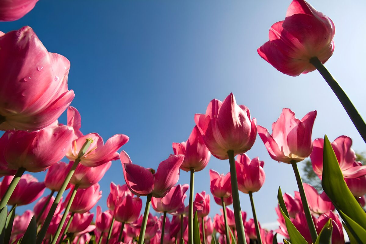 Roze tulpen tegen een blauwe lucht