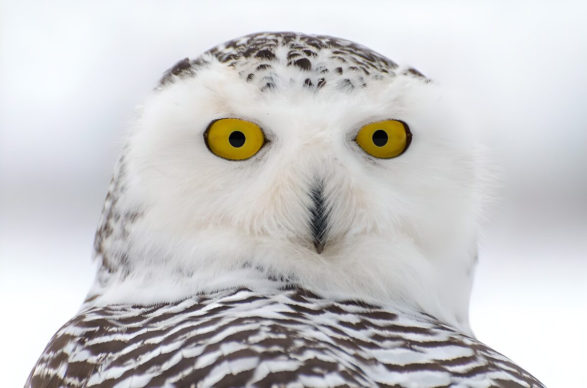 Sneeuwuil in close-up met een alerte blik