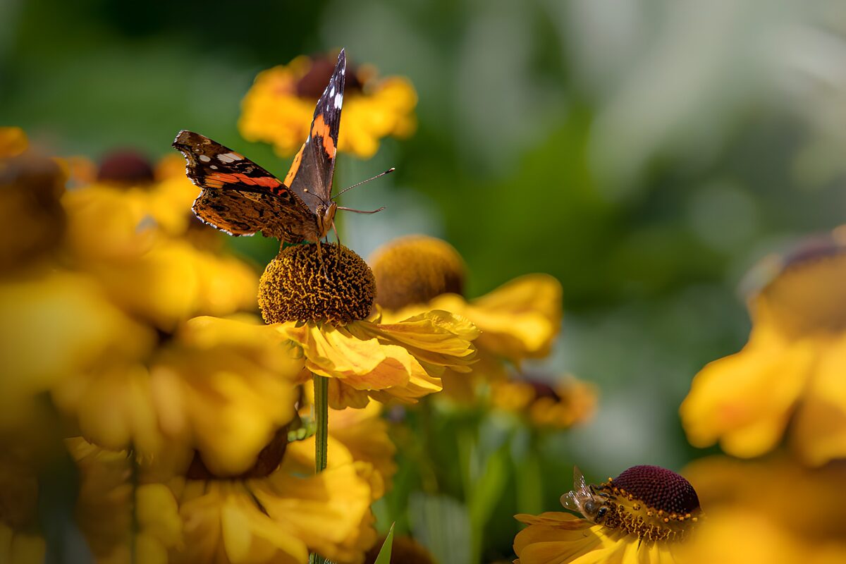 Atalanta op een gele bloem