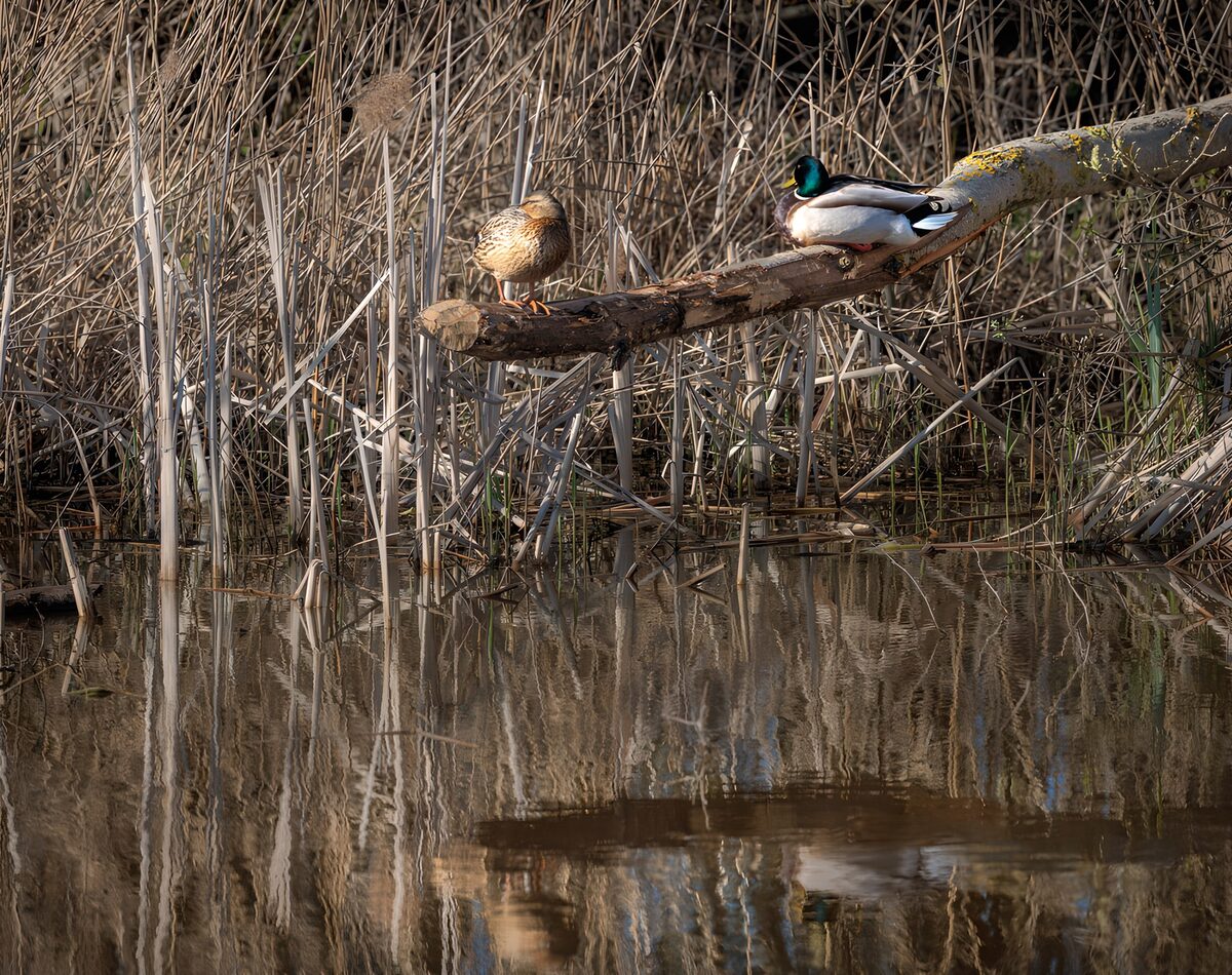 Twee wilde eenden rusten op een boomstam