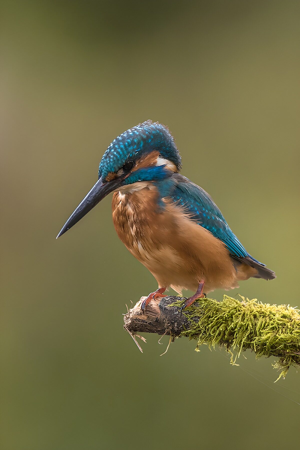 Blauw juweel op een bedje van mos