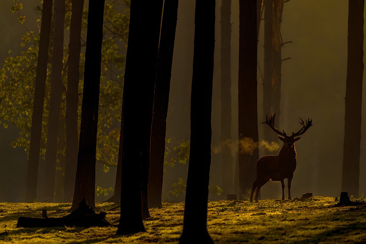 Hert in een goudverlicht bos