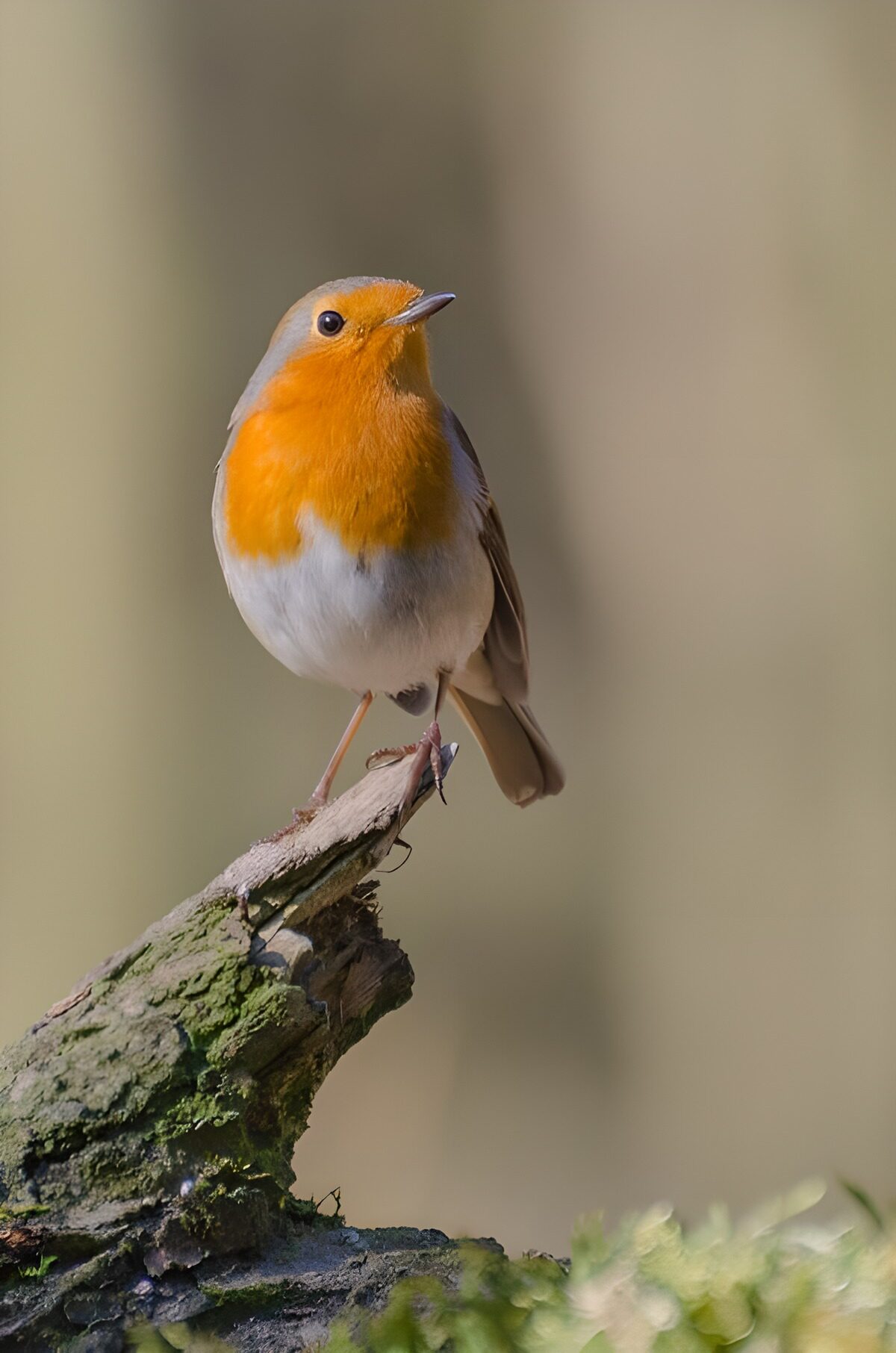 Roodborst op een bemoste stronk