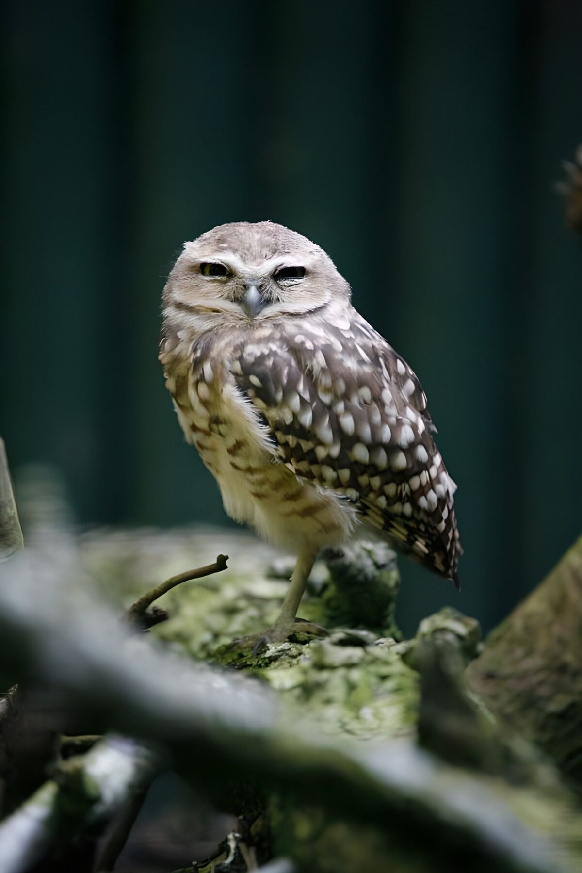 Uil op bemost hout met slaperige blik