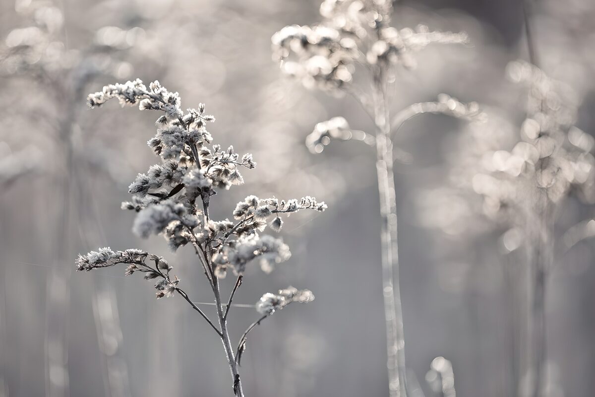 Uitgebloeide stengel in zachte winterzon