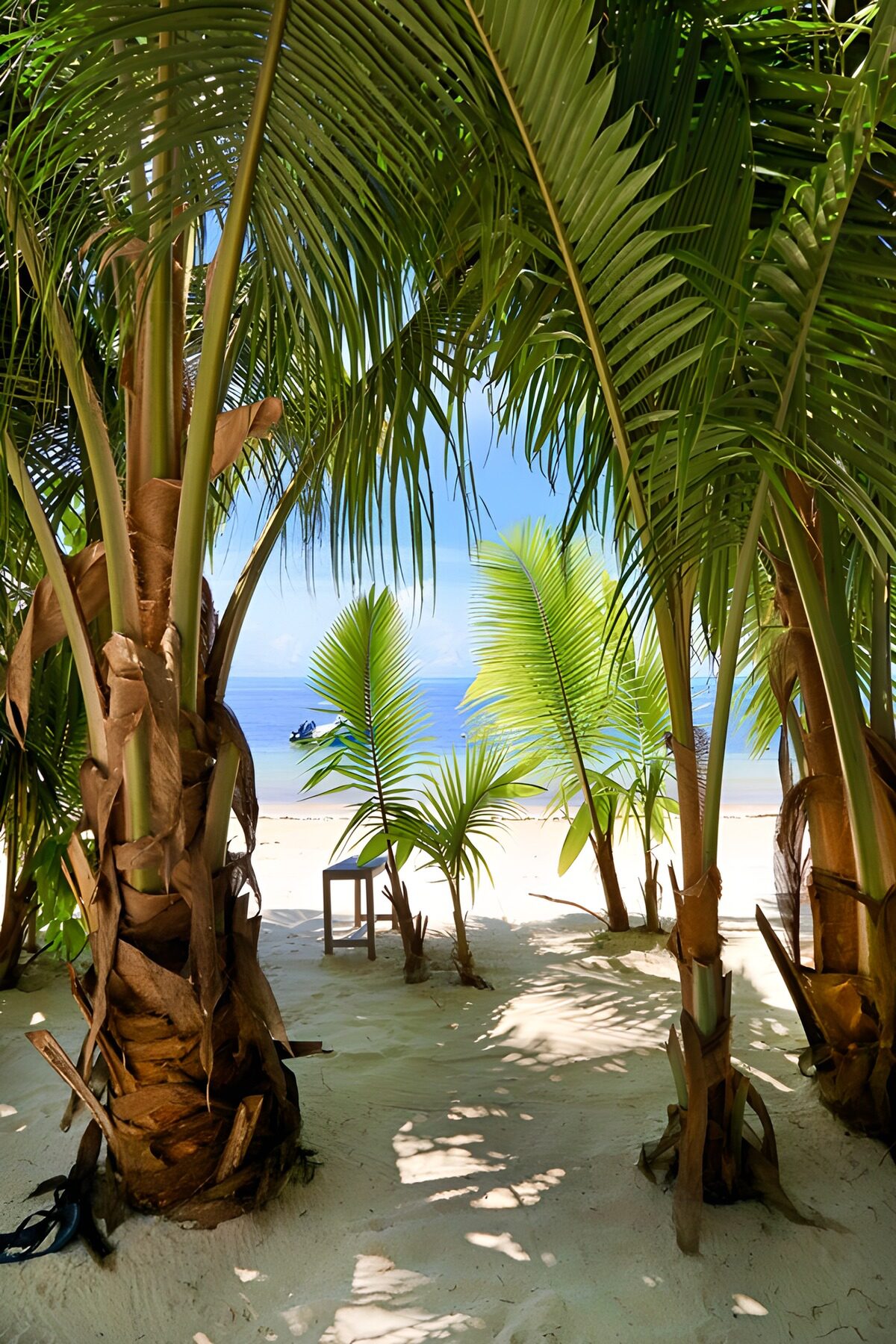 Palmen aan een zonnig zandstrand