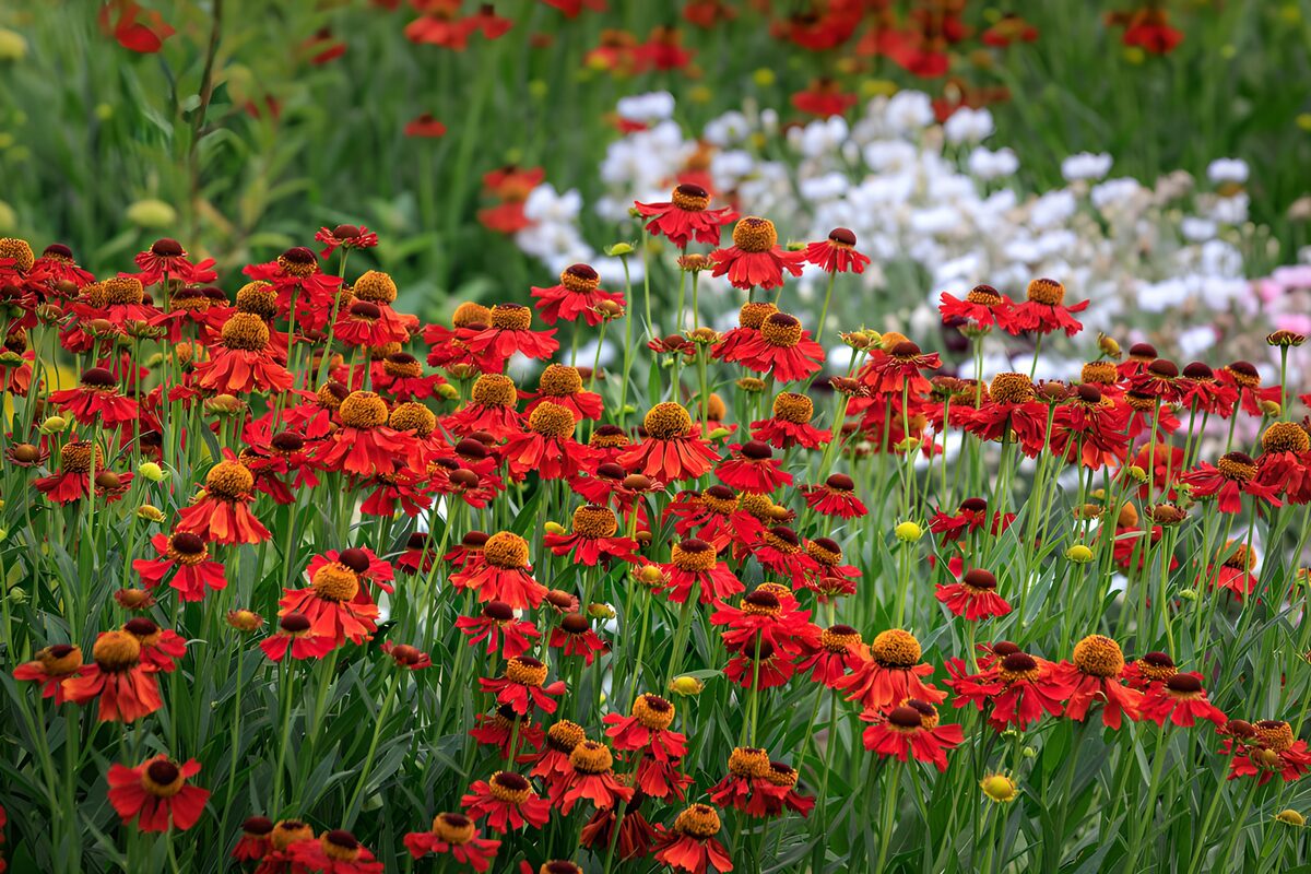 Rode bloemen in een groene zomerborder