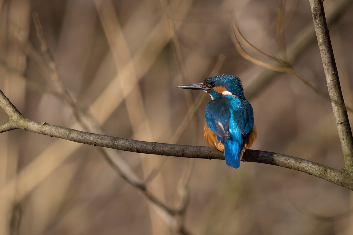 IJsvogel in blauw en oranje op een tak