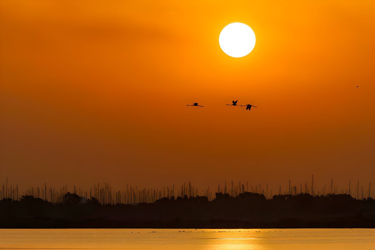 Vogels boven water bij zonsondergang