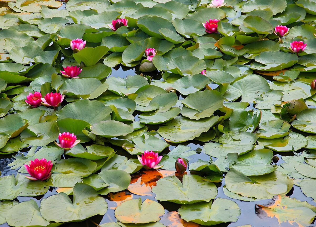 Roze waterlelies op een groen dek