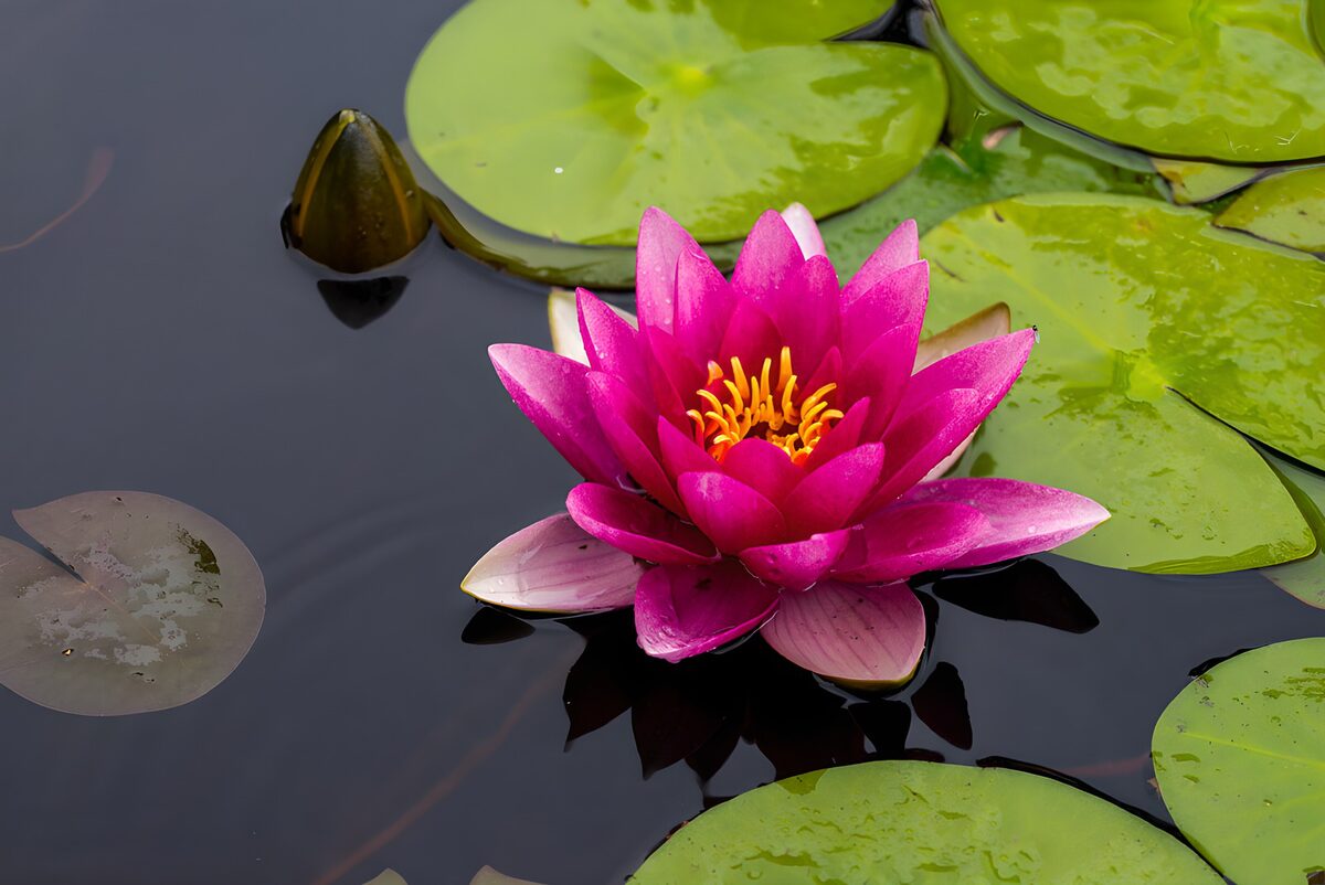Roze waterlelie op donker water