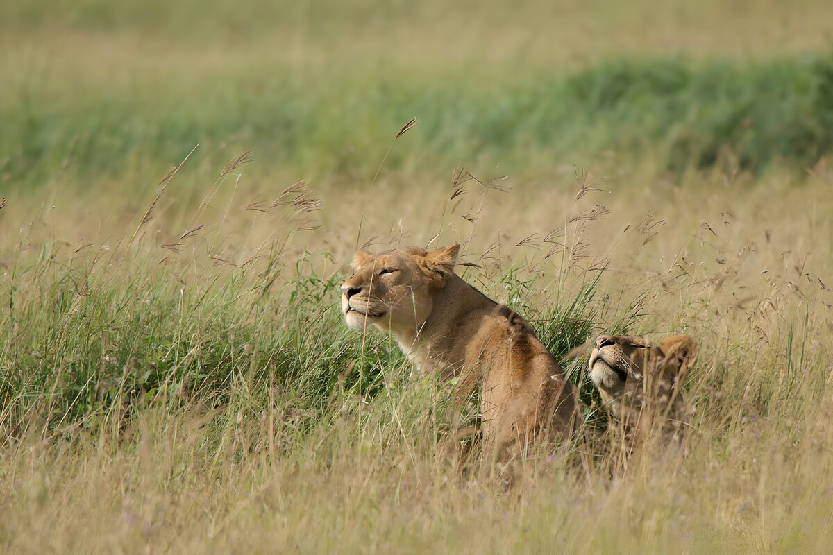 Twee leeuwinnen rusten in hoog gras