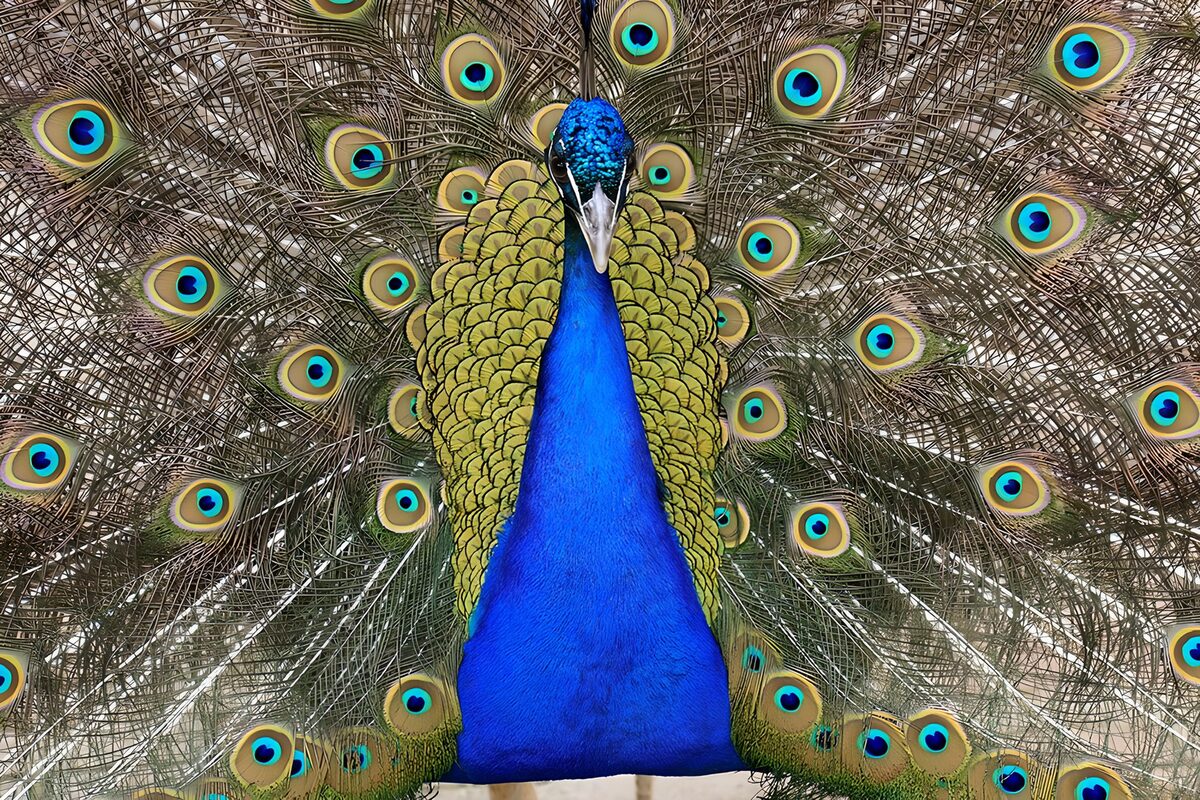 Blauwe pauw met zijn verenwaaier