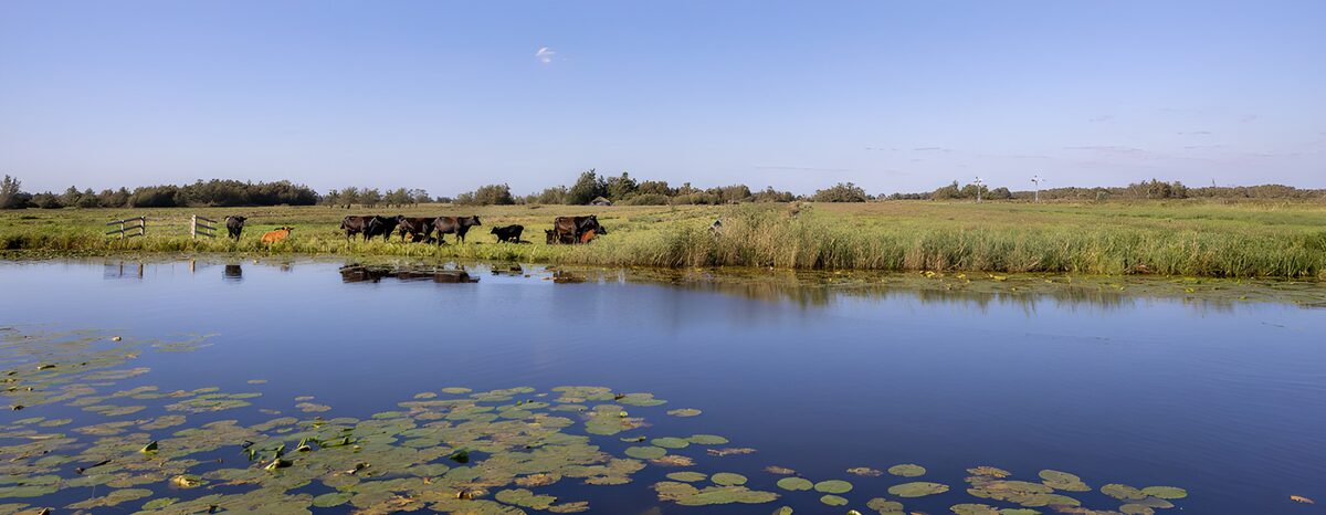 Koeien langs de groene oever