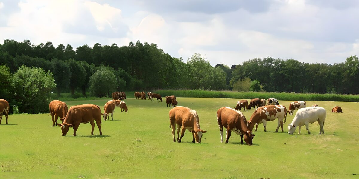 Grazende koeien in een groene weide