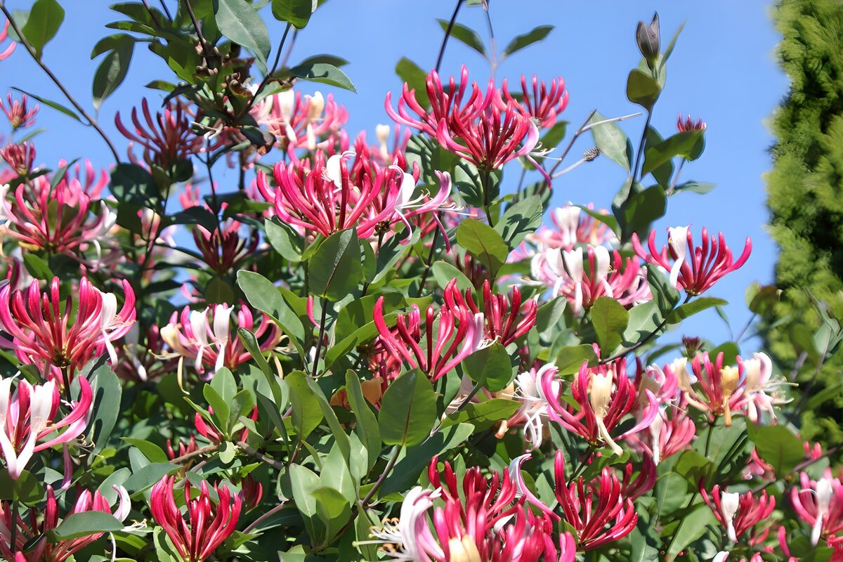 Roze-witte kamperfoelie in de zon