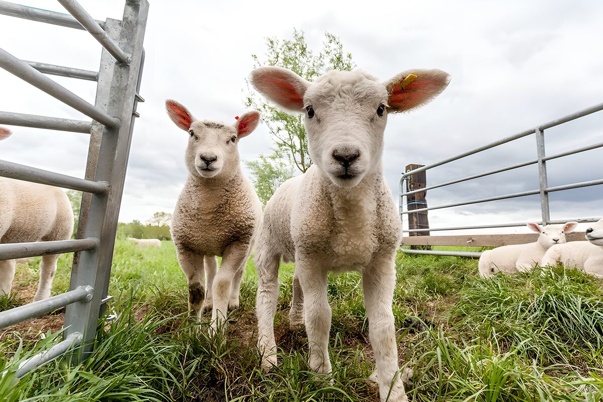 Twee nieuwsgierige lammeren bij het hek