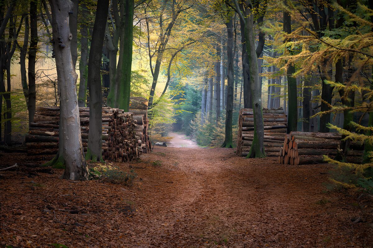 Herfstpad tussen houtstapels