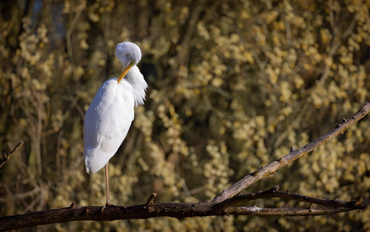 Witte reiger op een donkere tak