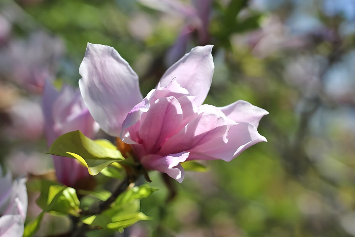 Roze magnolia in het zonlicht