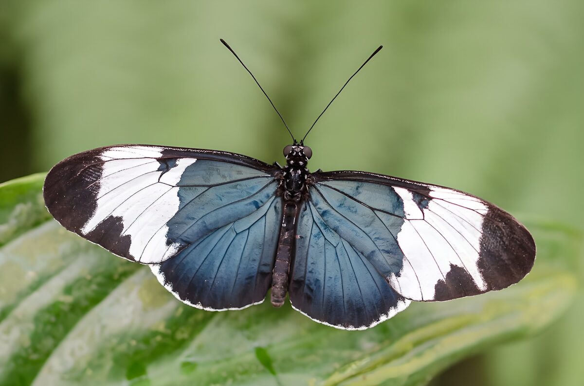 Blauw-witte vlinder op een blad