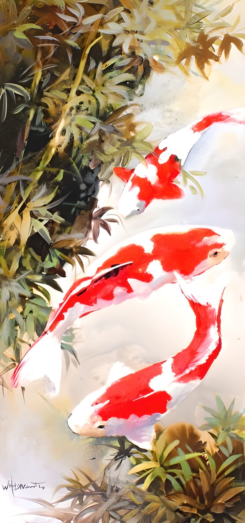 Drie rood-witte koi tussen bladeren