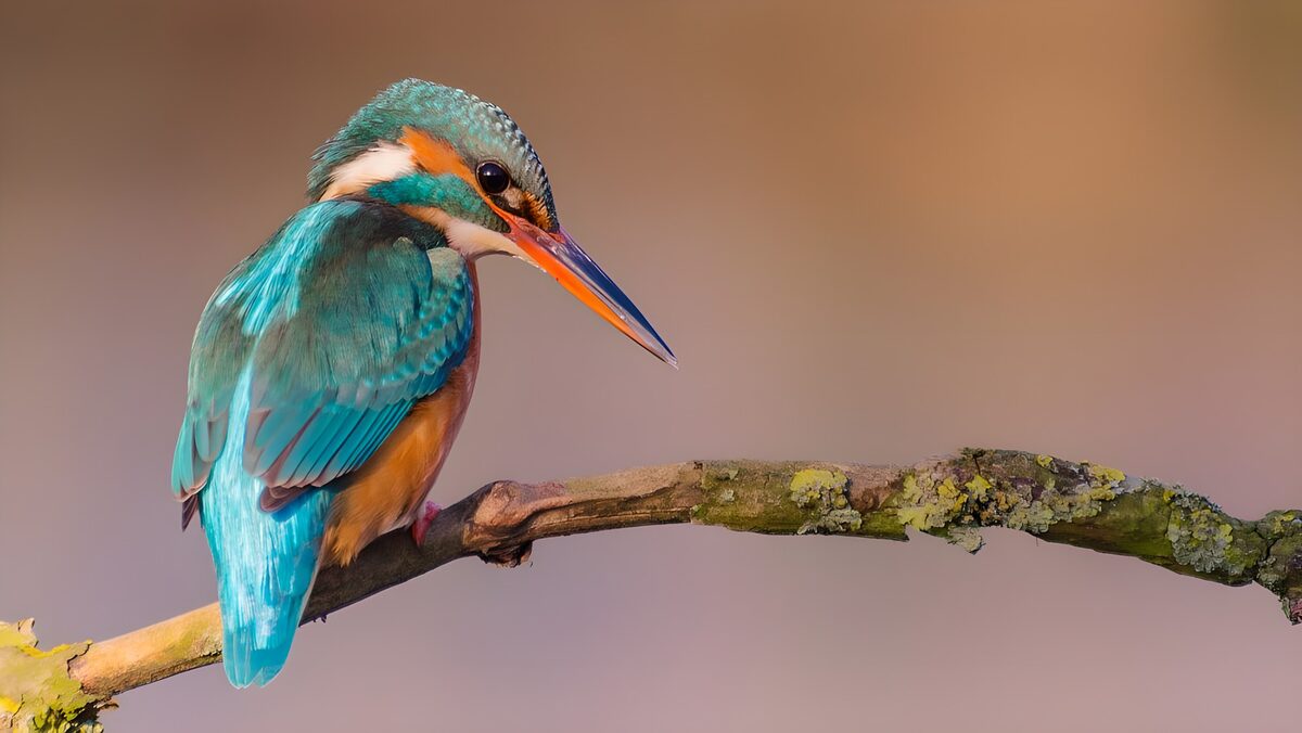 IJsvogel op een tak vol korstmos