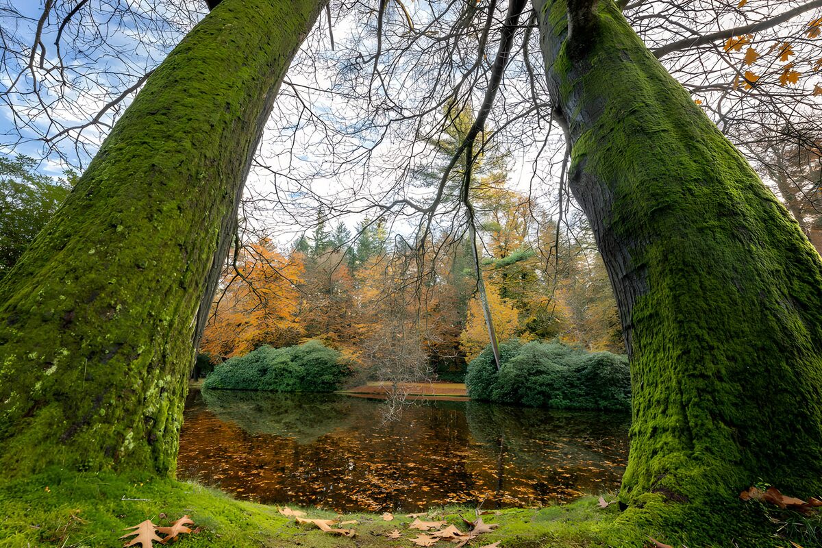 Mossige bomen aan de herfstvijver