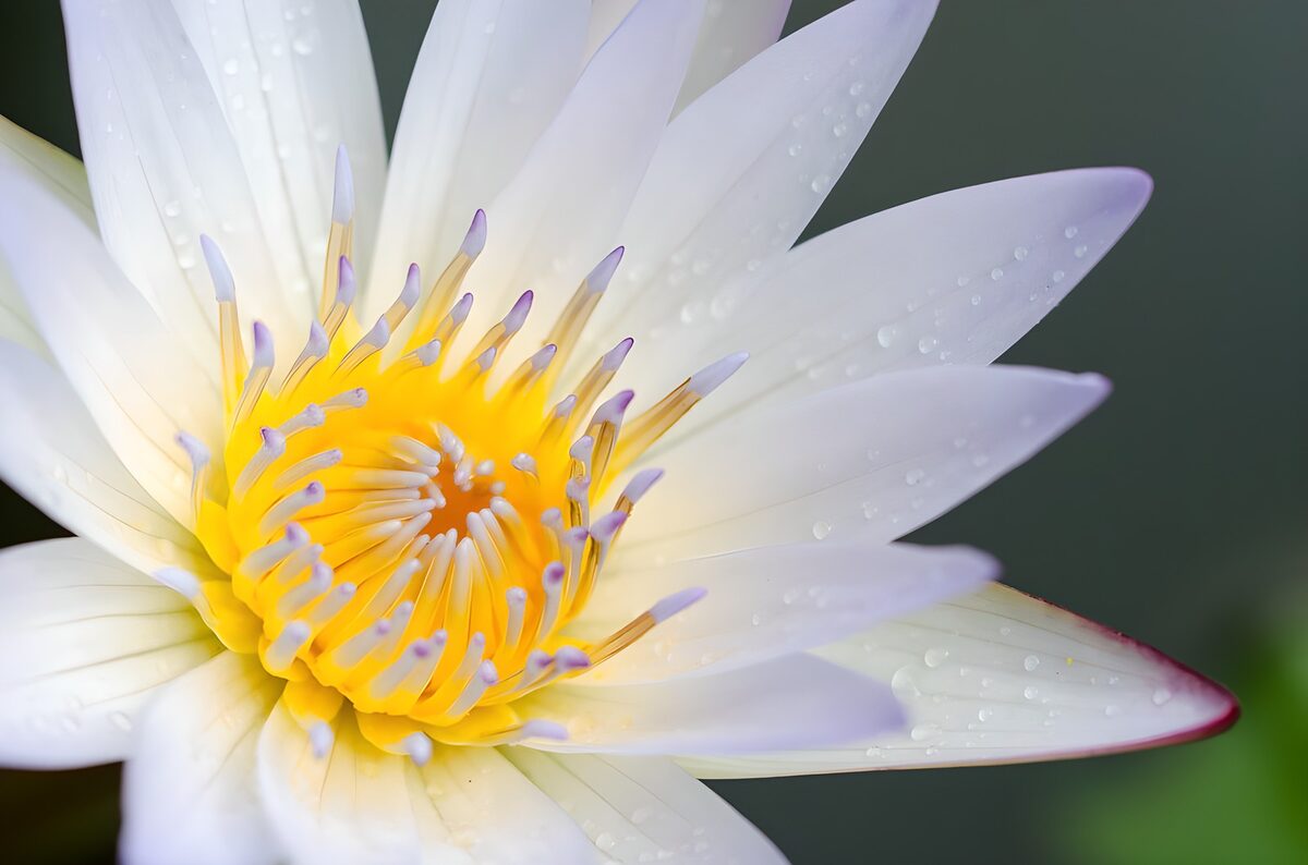 Witte waterlelie met een geel hart