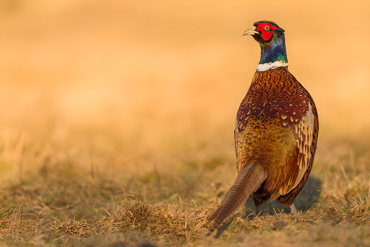 Fazant van achteren in goudgeel gras