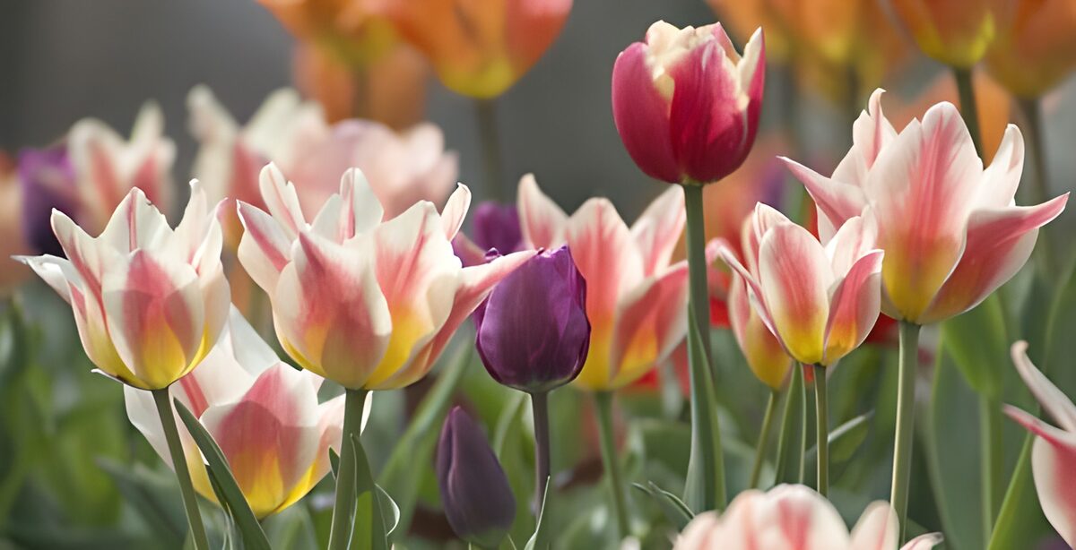 Roze-witte tulpen met een paars accent