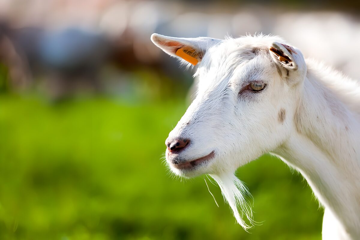 Witte geit in het gras
