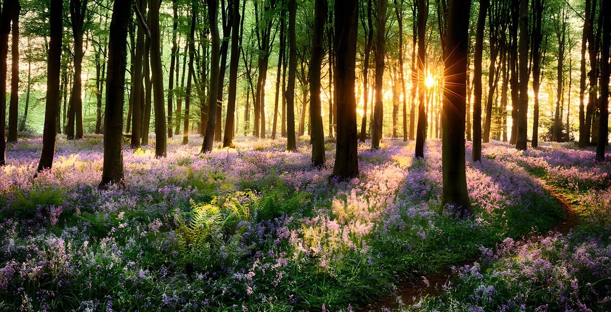 Bos vol paarse bloemen in gouden licht
