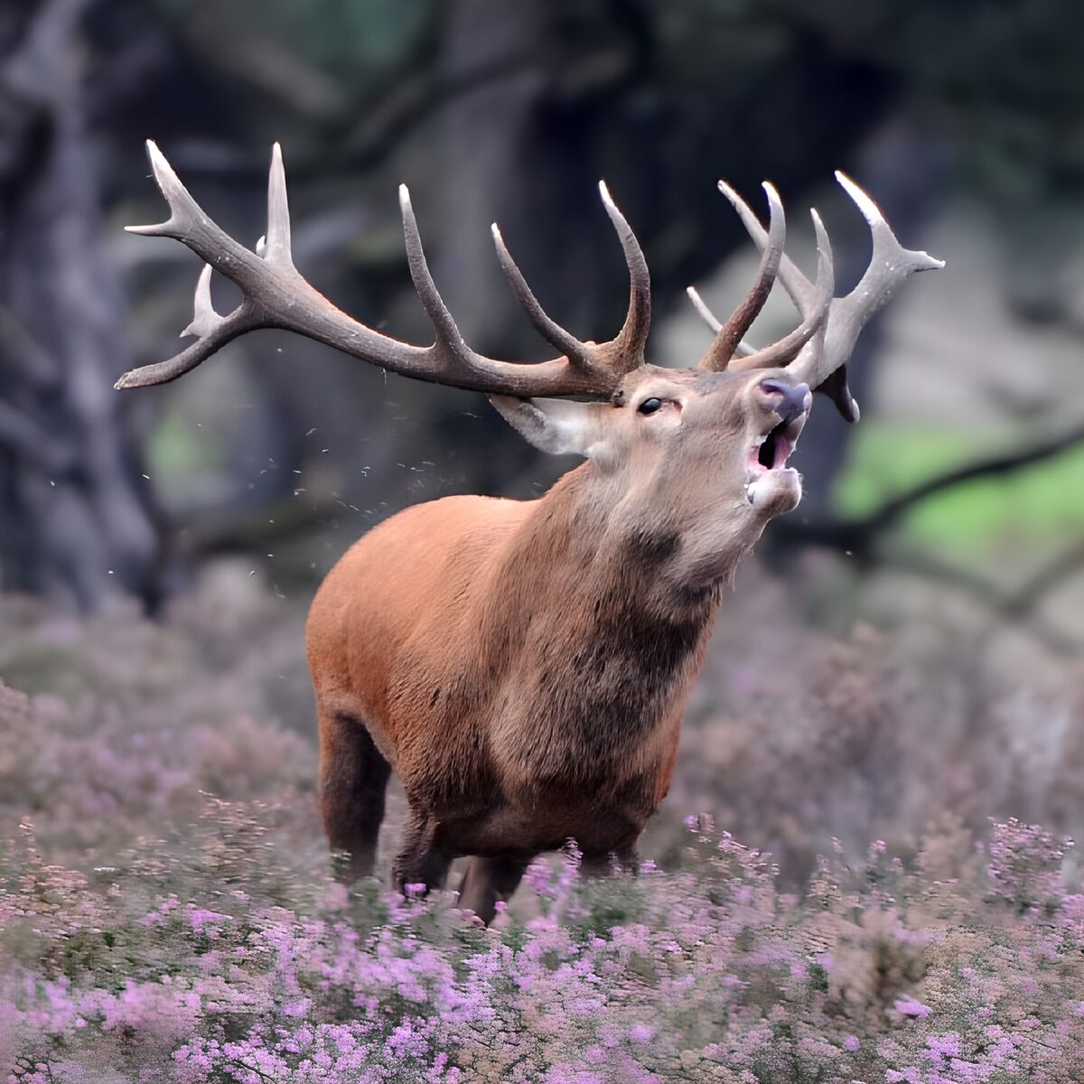 Burlend edelhert tussen roze heide