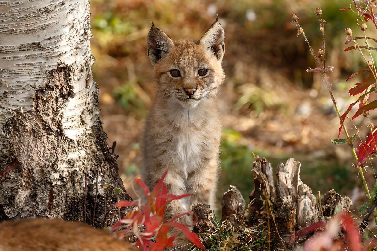 Jonge lynx naast een berk