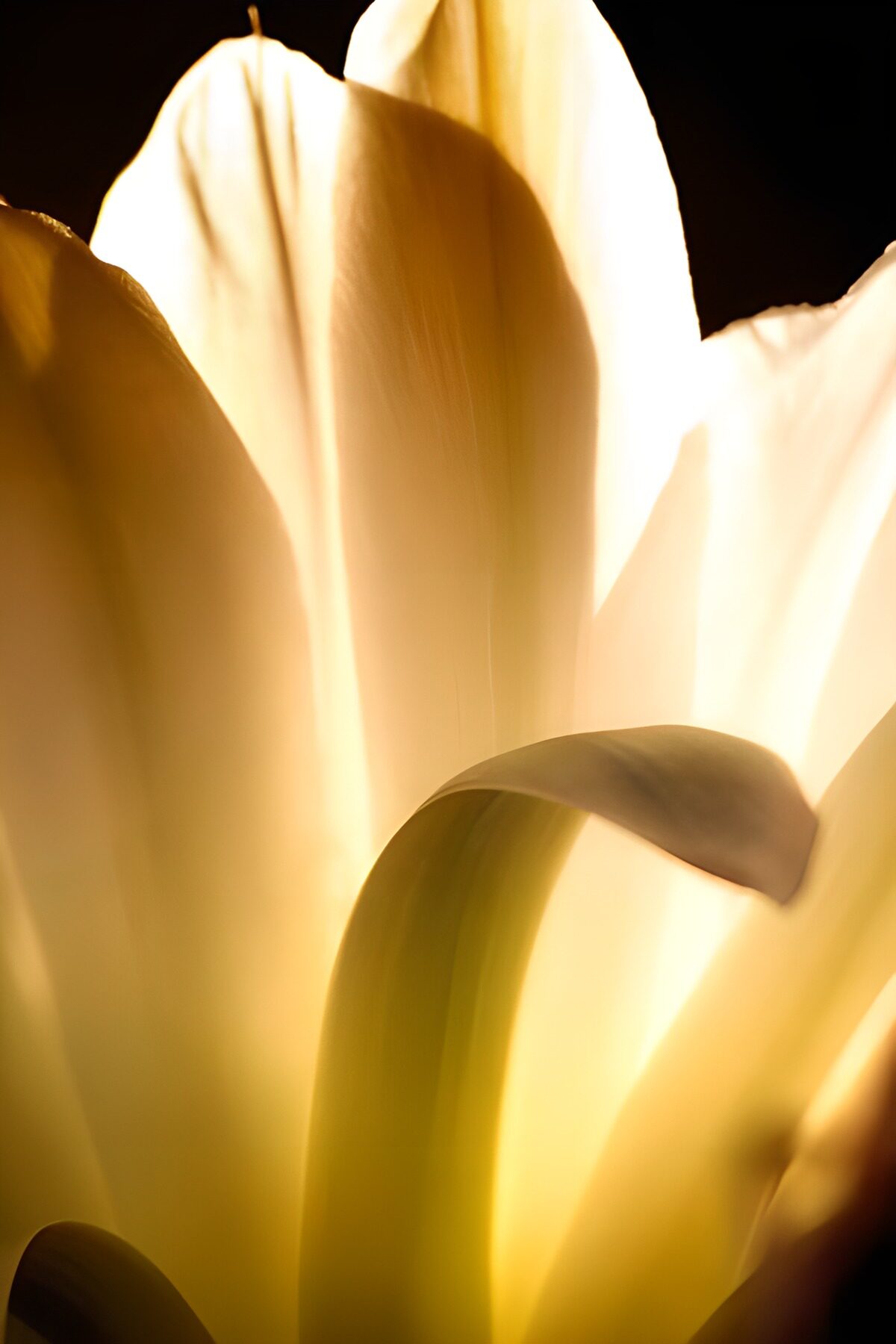 Gele tulp in tegenlicht
