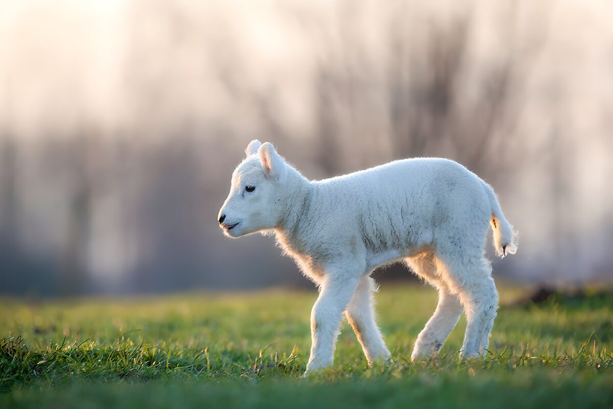 Wit lammetje op stap in het gras