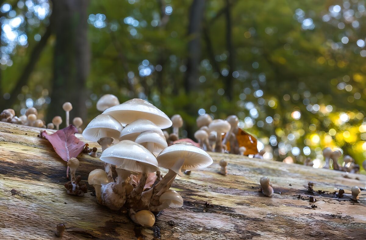 Witte paddenstoelen op een omgevallen stam