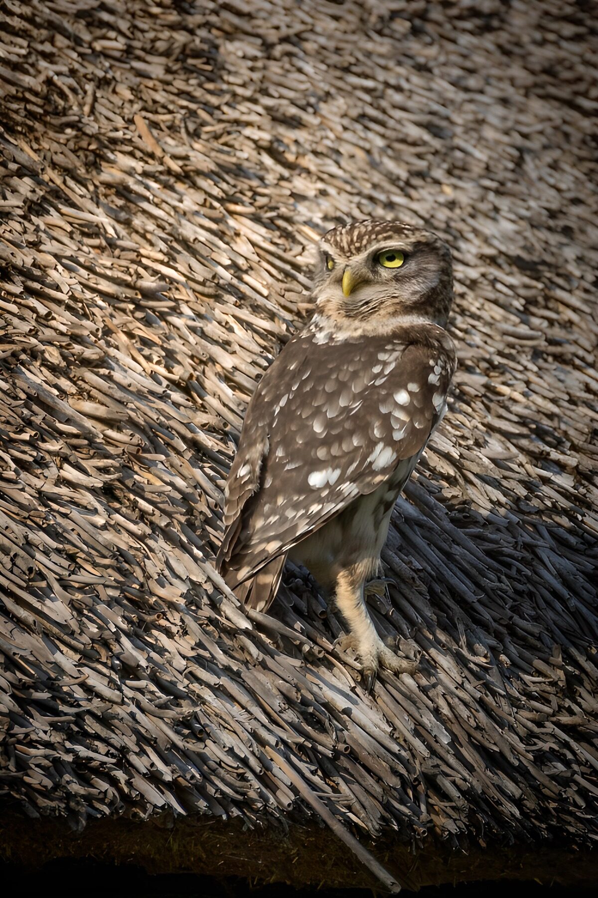 Gevlekte uil op een rieten dak