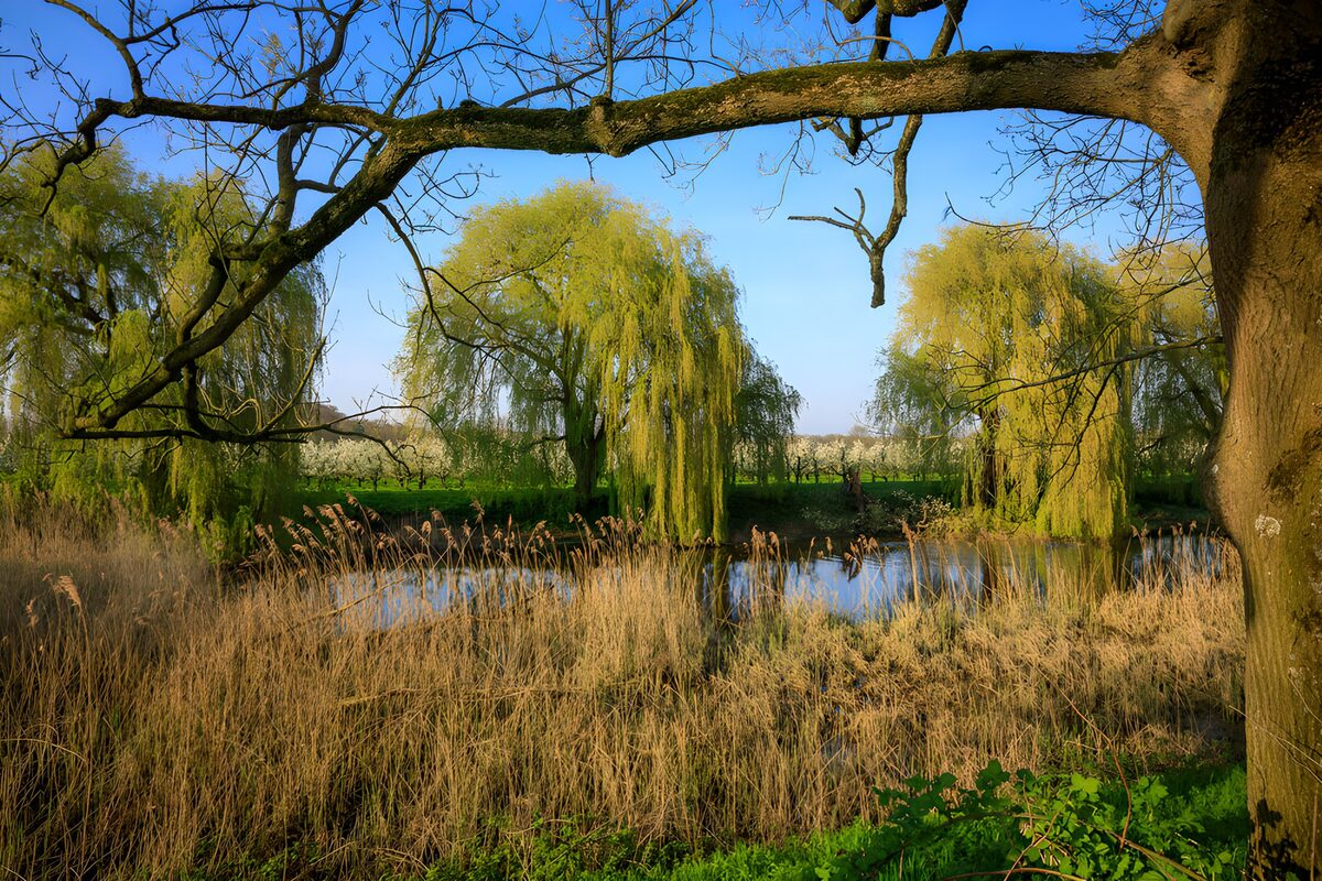 Treurwilgen aan een zonnige vijver
