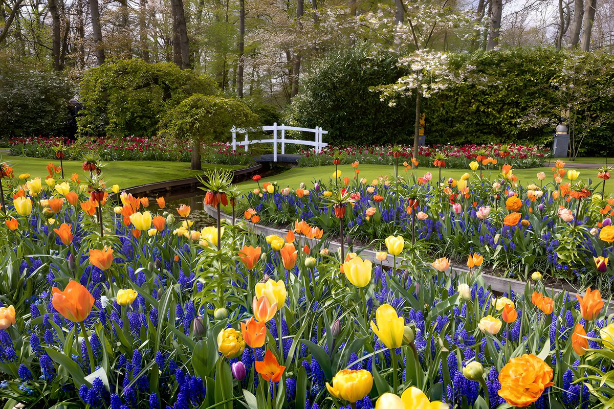 Tulpen en blauwe druifjes in de lentetuin