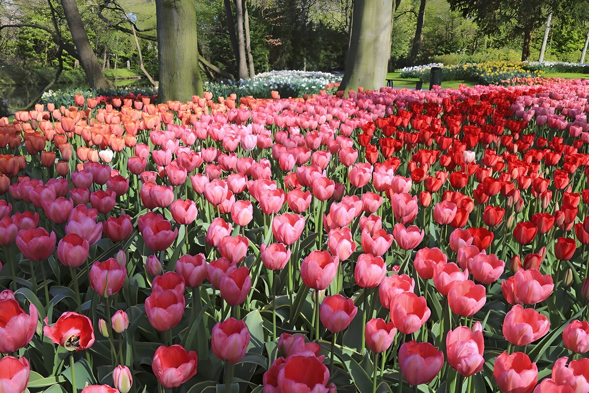 Roze en rode tulpen tussen de bomen