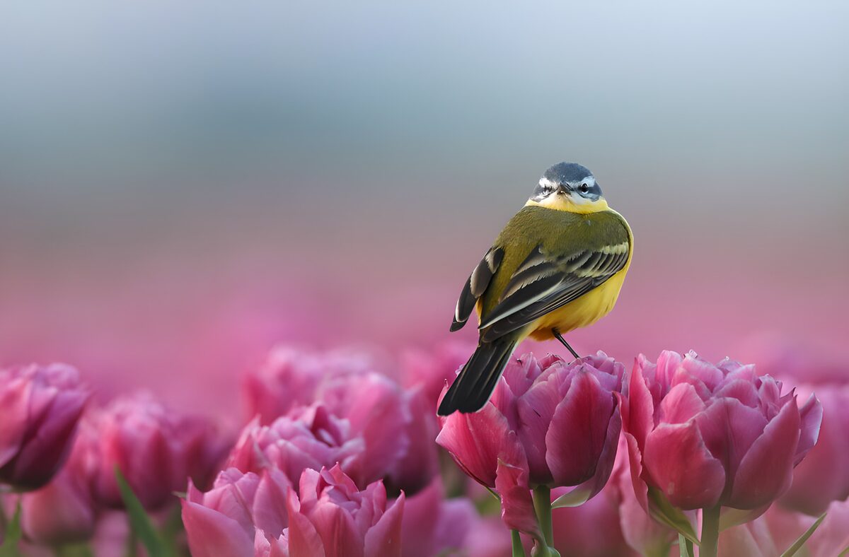 Gele vogel op roze tulpen