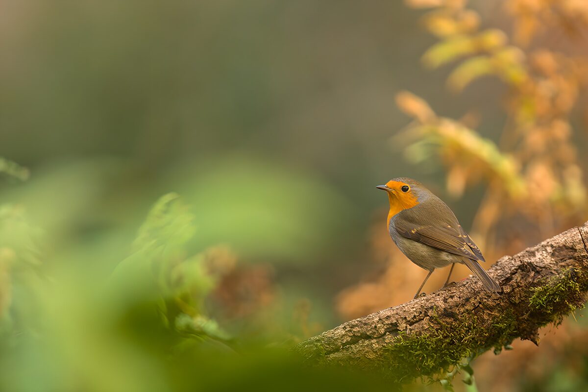 Roodborst op een tak in warm licht